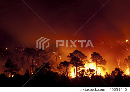 Forest fire, Pinus pinaster, Guadalajara (Spain) 49051440
