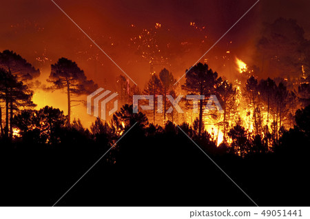 Forest fire, Pinus pinaster, Guadalajara (Spain) 49051441