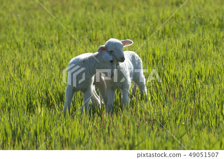 Ewe lambs sheep 49051507