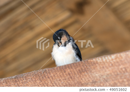 Swallow baby bird sits and sleeps under roof Swallow baby bird sits and sleeps under roof 49051602