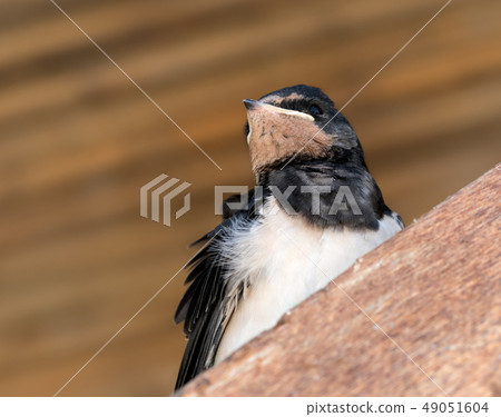 Baby bird of swallow sits on sunlit wooden beam 49051604