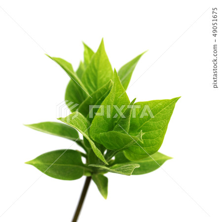 Spring twig with young green leaves Spring twig with young green leaves 49051675