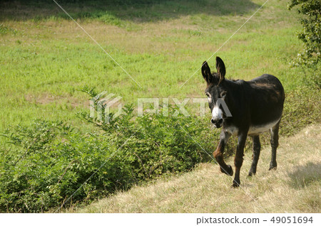 EQUUS ASINUS, DONKEY 49051694