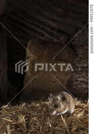Field mouse in barn and haystack, Apodemus Field mouse in barn and haystack, Apodemus 49051878
