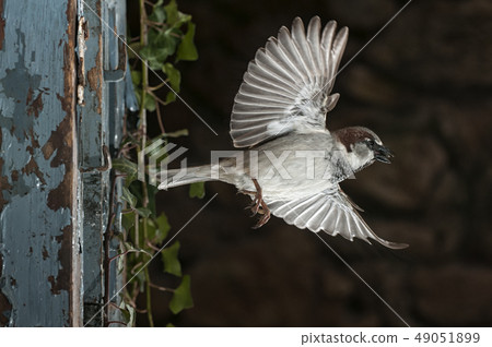 Flying sparrow, coming out of the window, Passer Flying sparrow, coming out of the window, Passer 49051899