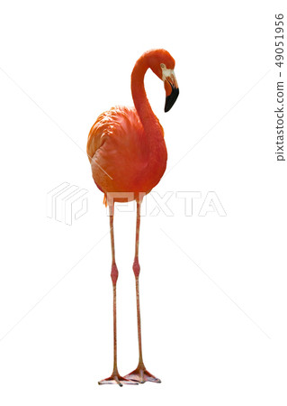 red flamingo (American flamingo) red flamingo (American flamingo) 49051956
