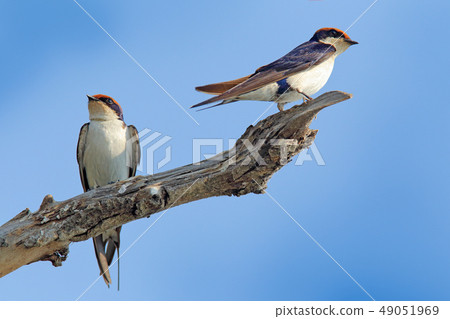 Wire-tailed swallow, Hirundo smithii, on the tree 49051969