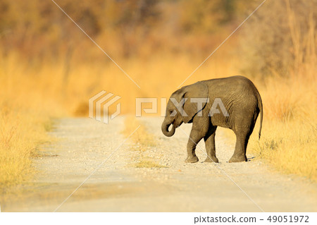 Small elephant without mother, walking on road. Small elephant without mother, walking on road. 49051972