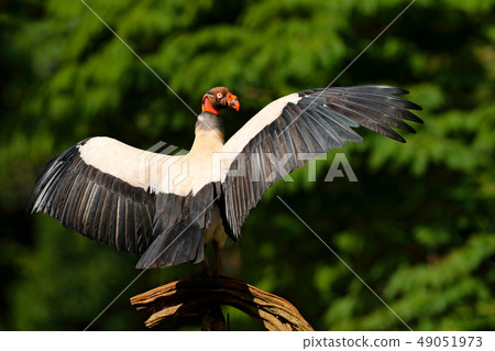 Landing King vulture, jungle of Costa Rica Landing King vulture, jungle of Costa Rica 49051973