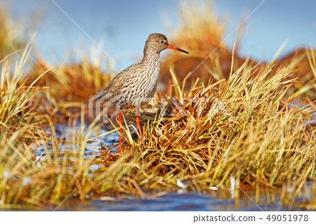 Common redshank,Tringa totanus, in nature habitat Common redshank,Tringa totanus, in nature habitat 49051978