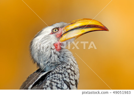 Detail portrait of big bill, bird from Africa. Detail portrait of big bill, bird from Africa. 49051983