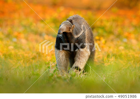 Anteater, cute animal from Brazil. Anteater, cute animal from Brazil. 49051986
