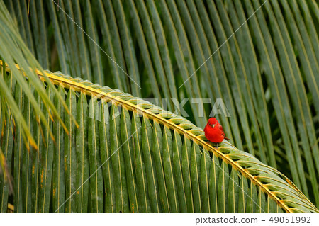 Red tanager on the big palm leave. Red tanager on the big palm leave. 49051992