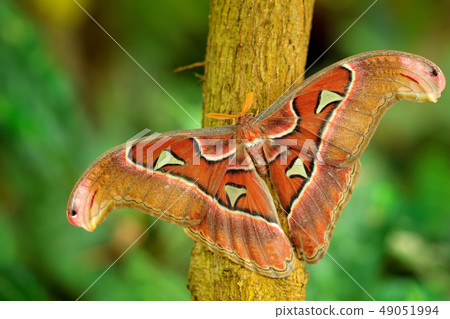 The largest butterfly on the world 49051994