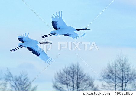 Two flying Red-crowned cranes above snowy meadow Two flying Red-crowned cranes above snowy meadow 49051999
