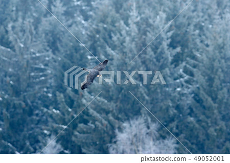 Flight of Peregrine Falcon. Bird of prey Flight of Peregrine Falcon. Bird of prey 49052001