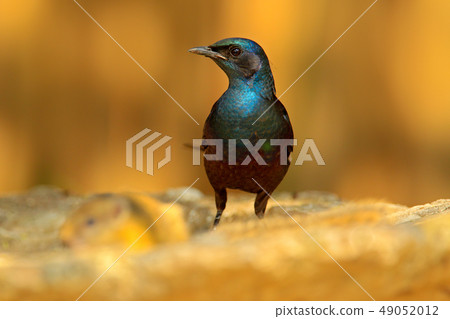 Meves's Long-tailed Starling, Lamprotornis mevesii 49052012