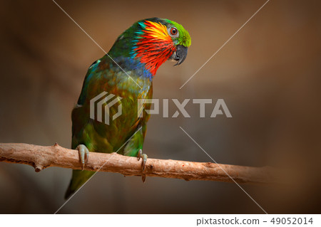 Edwards's Fig parrot, Psittaculirostris edwardsii 49052014