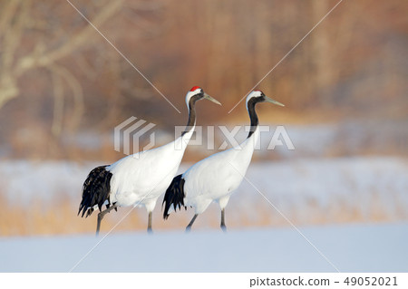 Red-crowned cranes on snowy meadow Red-crowned cranes on snowy meadow 49052021