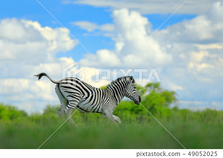 Burchell's Zebra with blue stormy sky 49052025