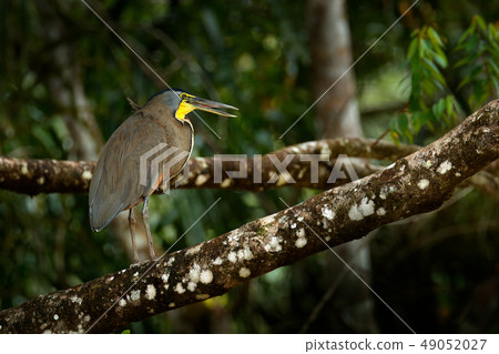 Bare-throated Tiger-Heron, Tigrisoma mexicanum Bare-throated Tiger-Heron, Tigrisoma mexicanum 49052027