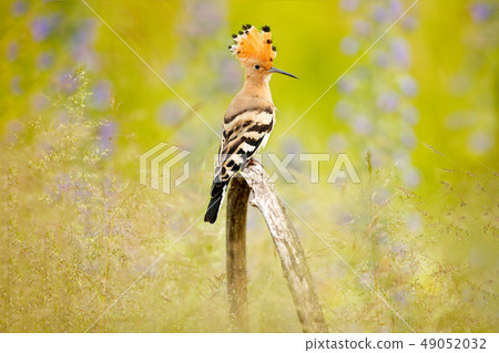 Hoopoe, Upupa epops, nice orange bird with cres Hoopoe, Upupa epops, nice orange bird with cres 49052032