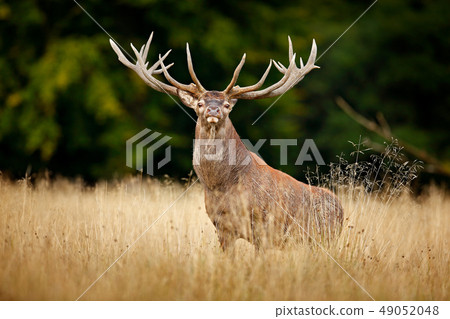 Red deer stag, majestic powerful adult animal 49052048