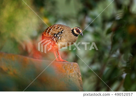 Bar-backed partridge, Arborophila brunneopectus Bar-backed partridge, Arborophila brunneopectus 49052057
