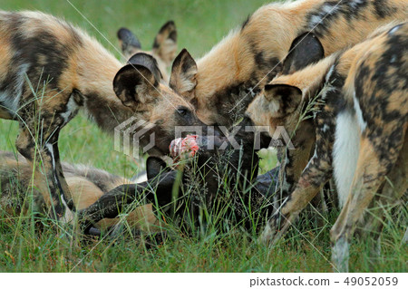 Wild Dog Hunting in Botswana, buffalo cow Wild Dog Hunting in Botswana, buffalo cow 49052059