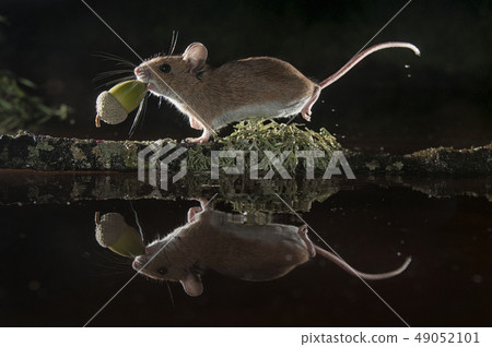 Mouse carrying an acorn by a branch in the water, Mouse carrying an acorn by a branch in the water, 49052101