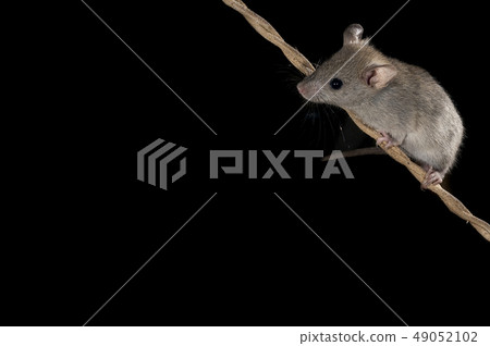 Mouse climbing an old rope, Mus musculus Mouse climbing an old rope, Mus musculus 49052102