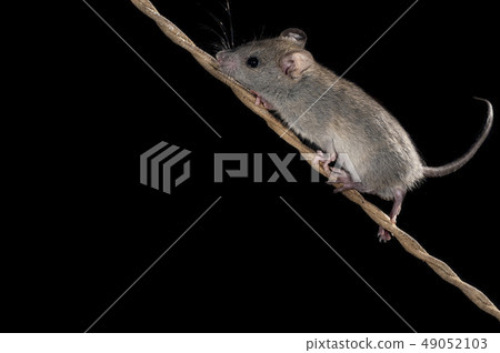 Mouse climbing an old rope, Mus musculus Mouse climbing an old rope, Mus musculus 49052103