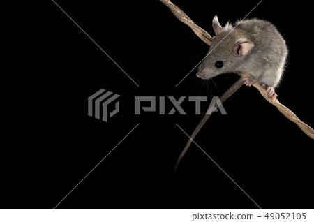 Mouse climbing an old rope, Mus musculus Mouse climbing an old rope, Mus musculus 49052105