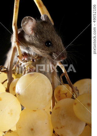 Mouse eating grapes, Mus musculus 49052106