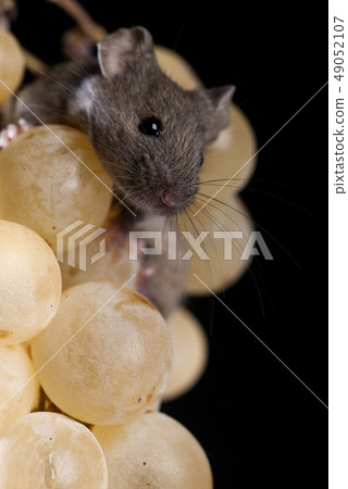Mouse eating grapes, Mus musculus Mouse eating grapes, Mus musculus 49052107