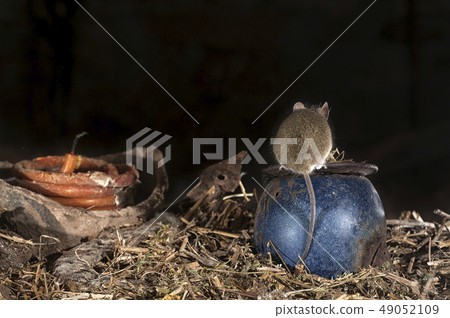 Mouse playing in the old attic, Apodemus Mouse playing in the old attic, Apodemus 49052109
