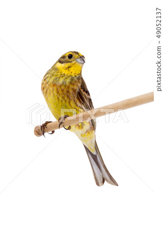 Yellowhammer (Emberiza citrinella) 49052137