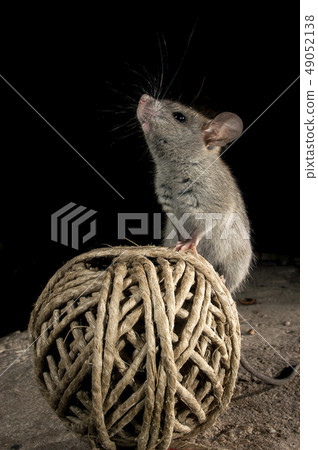 Mouse uploaded on an old ball of string in the 49052138