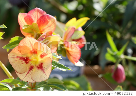 Christmas rose 49052152