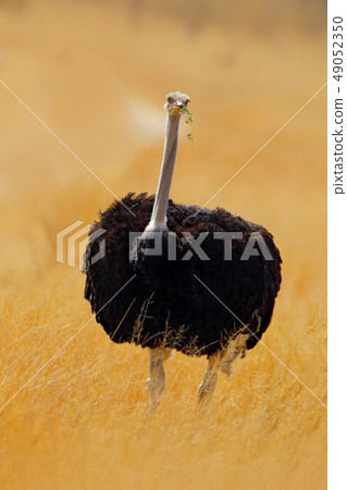 Common ostrich, Struthio camelus, in yellow grass 49052350