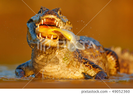 Crocodile catch fish in the river, evening light Crocodile catch fish in the river, evening light 49052360