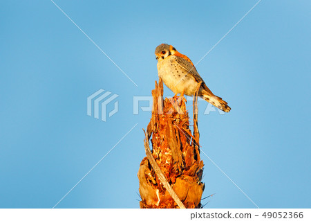 Blue sky and American kestrel Falco sparverius 49052366