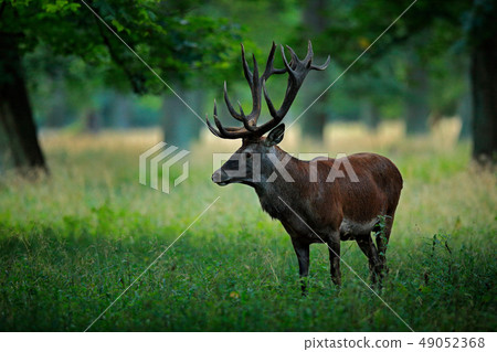 Deer, big animal in the nature forest habitat 49052368