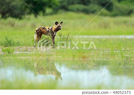 African wild dog, Lycaon pictus walking in water African wild dog, Lycaon pictus walking in water 49052373