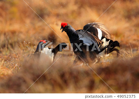 Black Grouses, Tetrao tetrix, fighting birds Black Grouses, Tetrao tetrix, fighting birds 49052375