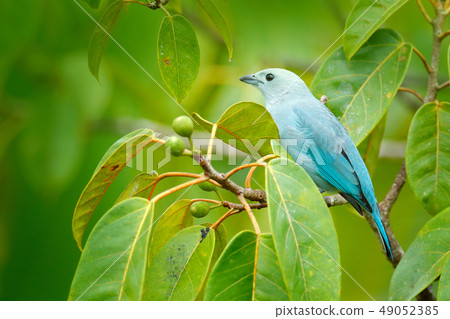 Blue-gray tanager on mossy branch Blue-gray tanager on mossy branch 49052385
