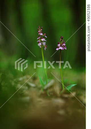 Detail of Lady Orchid, Orchis purpurea 49052386