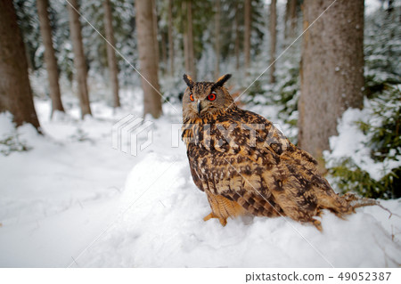 Big owl in the wintery forest with snow Big owl in the wintery forest with snow 49052387