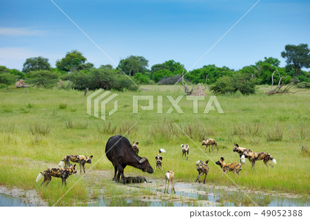 Wild Dog Hunting in Botswana, buffalo cow Wild Dog Hunting in Botswana, buffalo cow 49052388