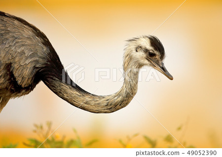 Greater Rhea, Rhea americana, big bird Greater Rhea, Rhea americana, big bird 49052390